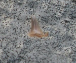 Зуб Eostriatolamia