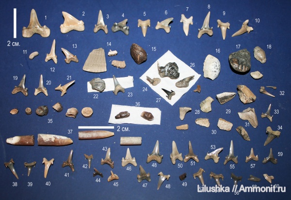 Саратовская область