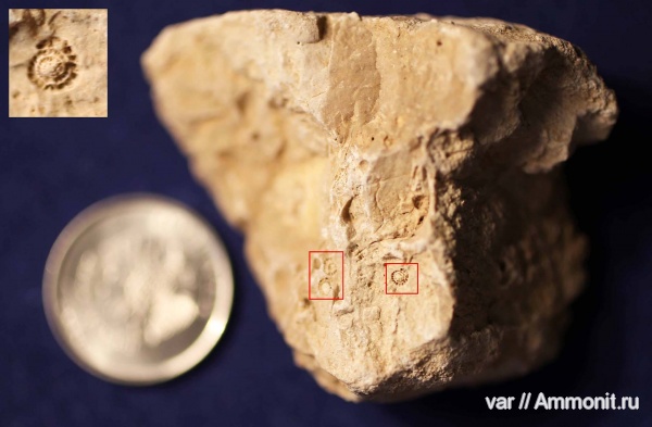 простейшие, фораминиферы, беспозвоночные, Schwagerina