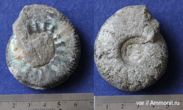 аммониты, юра, Ammonites, Craspedites subditus, Городищи-Ундоры, Jurassic