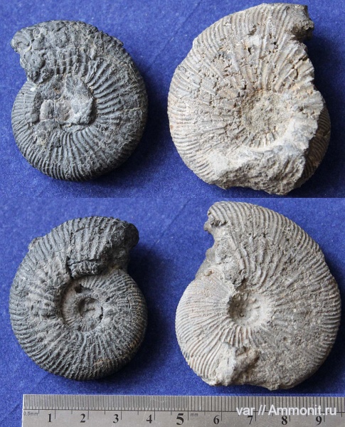 аммониты, юра, Virgatites gerassimovi, Ammonites, Городищи-Ундоры, нижневолжский подъярус, Jurassic