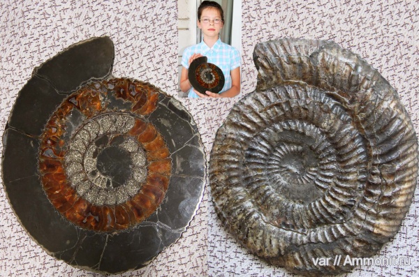 аммониты, юра, Speetoniceras, Ammonites, Городищи-Ундоры, Hauterivian, Jurassic