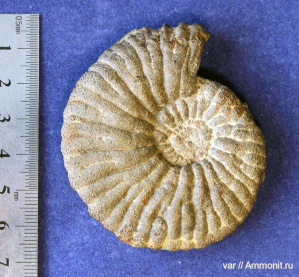 аммониты, юра, Ammonites, Городищи-Ундоры, Perisphinctoidea, Jurassic