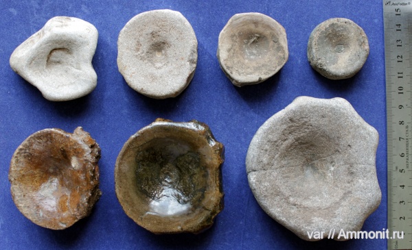 ихтиозавры, позвонки, Городищи-Ундоры