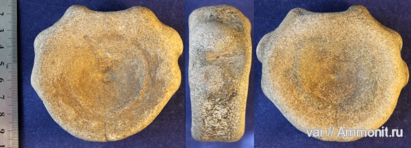 ихтиозавры, позвонки, Городищи-Ундоры