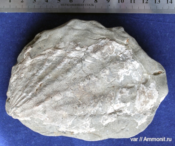 юра, мезозой, двустворчатые моллюски, Ctenostreon, Городищи-Ундоры, Jurassic