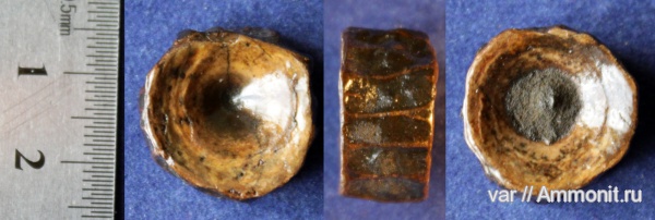 юра, рыбы, позвонки, Городищи-Ундоры, Jurassic, fish