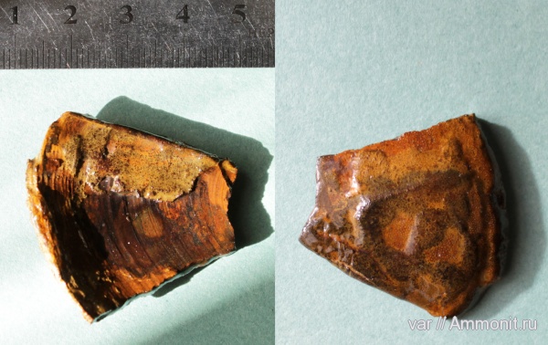 аммониты, кимеридж, Ammonites, Laevaptychus, Aspidoceratinae, Городищи-Ундоры, Kimmeridgian, Upper Jurassic