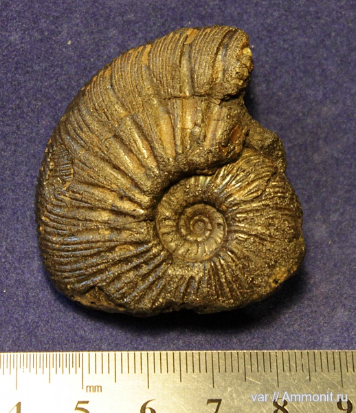 аммониты, Virgatites gerassimovi, Ammonites, Городищи-Ундоры