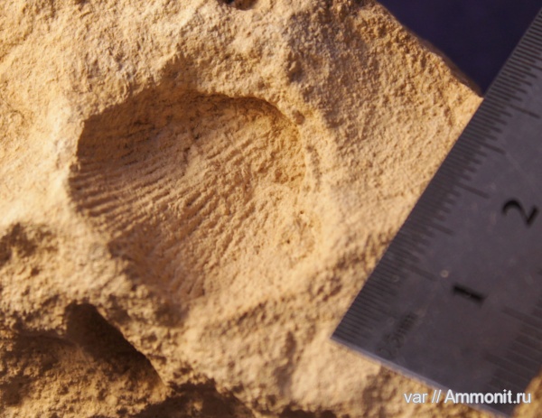 брахиоподы, палеозой, гора Тип-Тяв