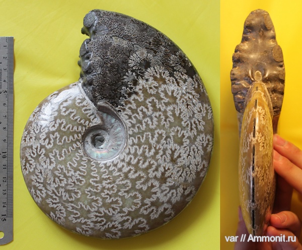аммониты, мезозой, Мадагаскар, Ammonites