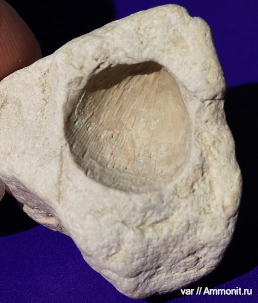 брахиоподы, пермь, Самара, Cancrinella cancrini, Permian