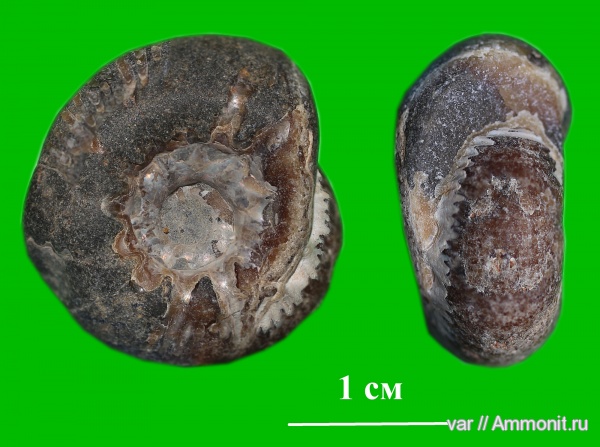 аммониты, мел, Ammonites, Городищи-Ундоры, Cretaceous