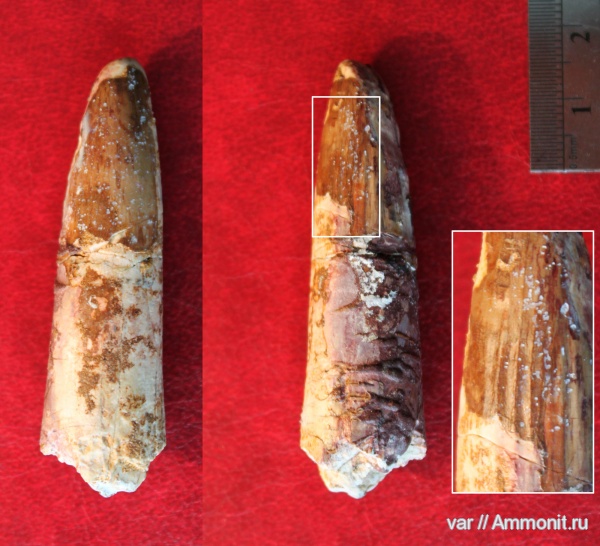 Марокко, зубы рептилий, Spinosaurus aegypticus
