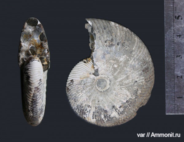 аммониты, Ундоры, Ammonites