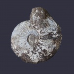 Ундоры. Аммонит Virgatites gerassimovi (?)