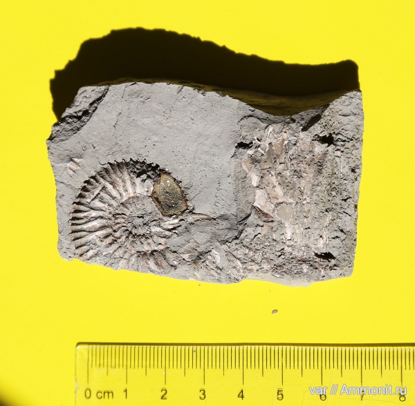 аммониты, юра, кимеридж, Aulacostephanus, Ammonites, Городищи-Ундоры, Kimmeridgian, Jurassic, Upper Jurassic