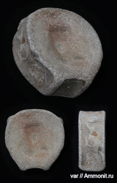 ихтиозавры, позвонки, Городищи-Ундоры