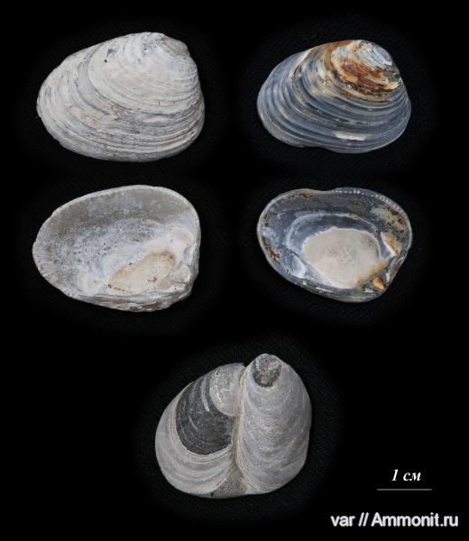 юра, Городищи-Ундоры, Jurassic