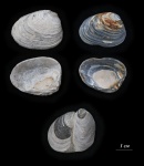 Створки раковин двустворчатых моллюсков