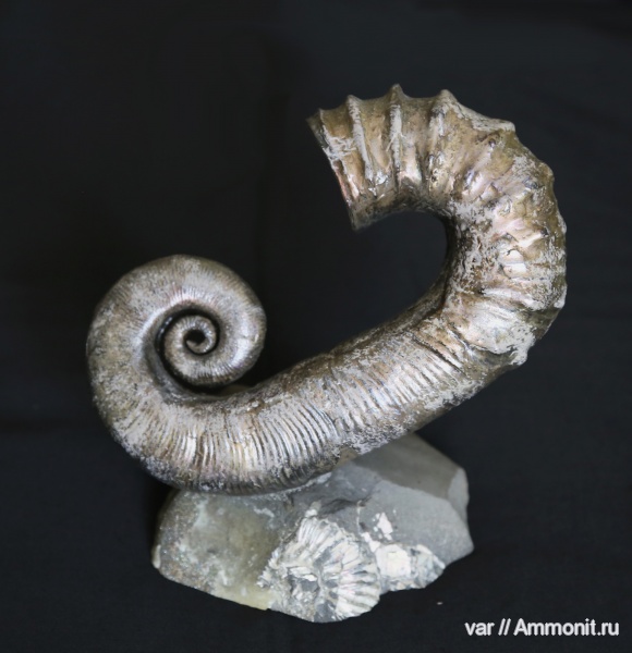 аммониты, мел, гетероморфные аммониты, палеоарт, Ammonites, Audouliceras, Cretaceous, heteromorph ammonites