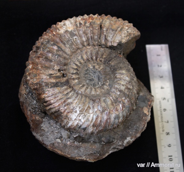 аммониты, юра, Ундоры, Ammonites, Jurassic