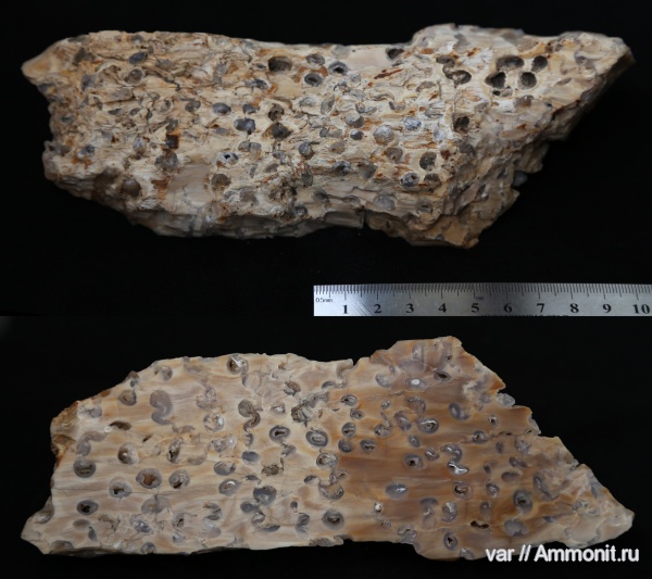 палеоген, древесина, Сызранский район