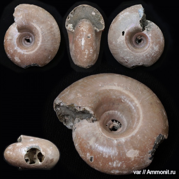 Михайлов, Funiferites, Funiferites allae