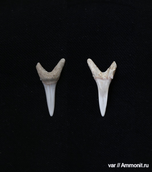 Казахстан, зубы акул, shark teeth