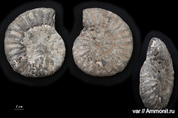 аммониты, юра, Ammonites, Городищи-Ундоры, Jurassic