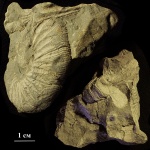 Аммонит Virgatites virgatus и другие