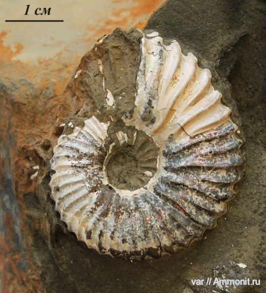 аммониты, Ammonites, Deshayesites volgensis, нижний апт