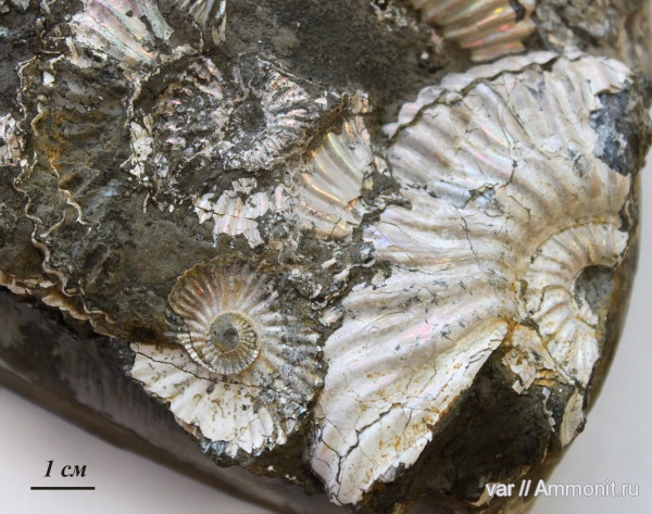 аммониты, Ammonites, Deshayesites volgensis, нижний апт