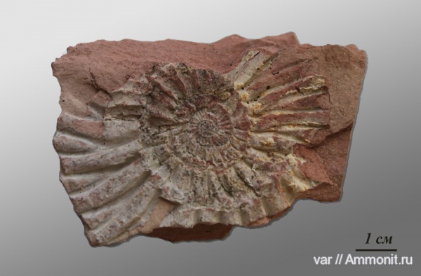 аммониты, Pavlovia, верхняя юра, Ammonites, Яблоново-Врагское местонахождение, средневолжский подъярус, Upper Jurassic