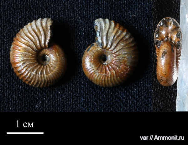 Михайлов, келловей, Pseudocadoceras, средняя юра