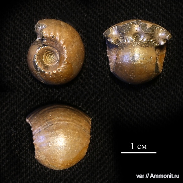 Михайлов, Erymnoceras, келловей, средняя юра