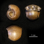 Erymnoceras coronatum