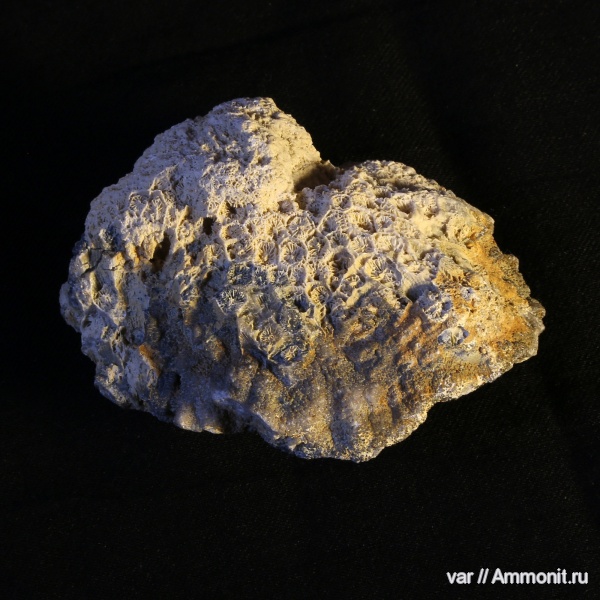 кораллы, Голутвин