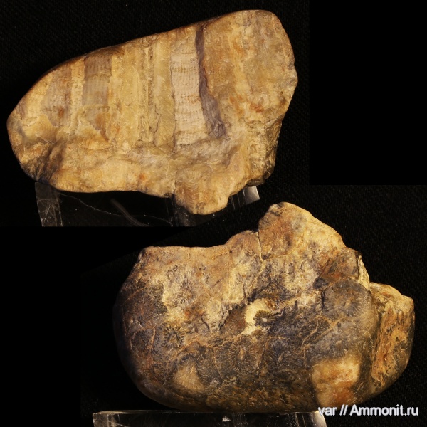 кораллы, нижний карбон, Городищи-Ундоры