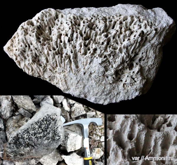 карбон, кораллы, гжельский ярус, Самара, Сокский карьер