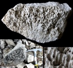 Коралл Syringopora (?)