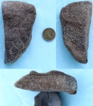 Фрагмент кости рептилии