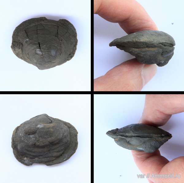 двустворчатые моллюски, Astarte, Ундоры-Городищи