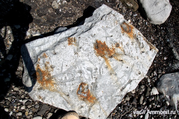 Городищи, ихнофоссилии