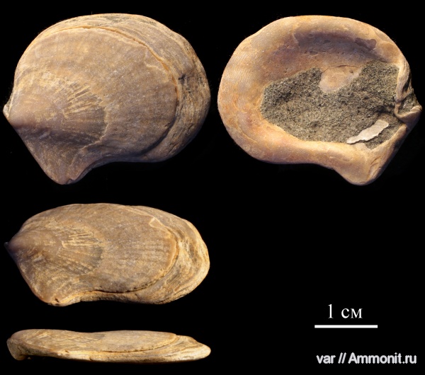 двустворчатые моллюски, Городищи-Ундоры