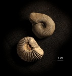 Ундоры 2016. Два аммонита