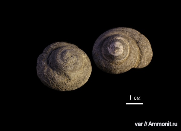 брюхоногие моллюски, Городищи-Ундоры