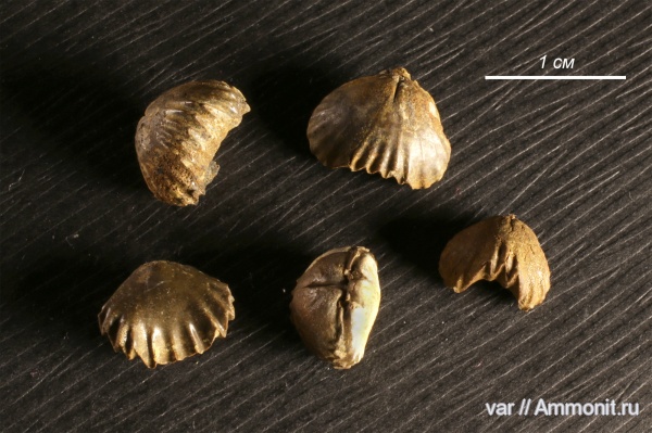 юра, келловей, Самарская область, Ivanoviella, Rhynchonellida