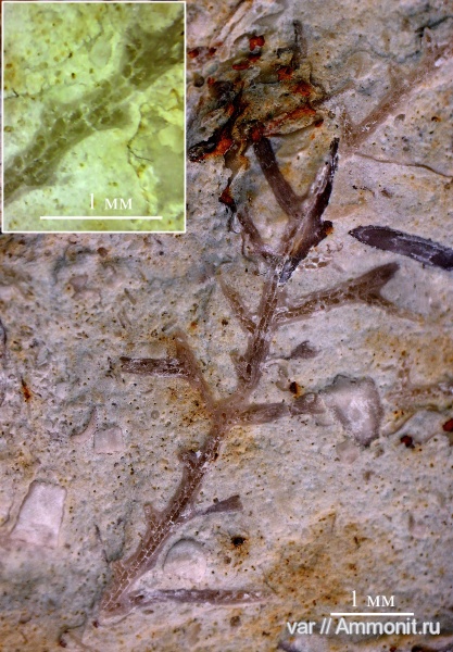 карбон, мшанки, гжельский ярус, Самарская область