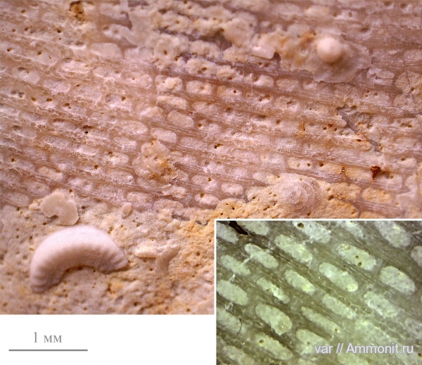 карбон, мшанки, гжельский ярус, Самарская область